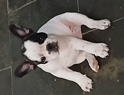 Lindo filhote de Bulldog Francês